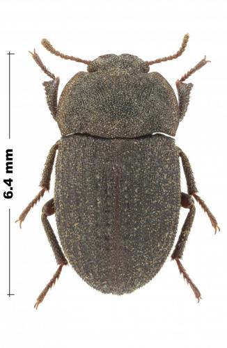 Opatrum iwani